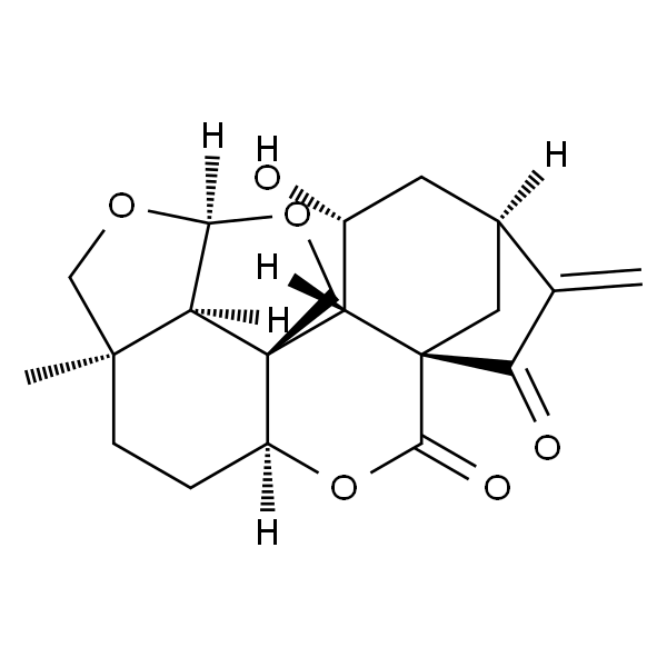 黄花香茶菜B